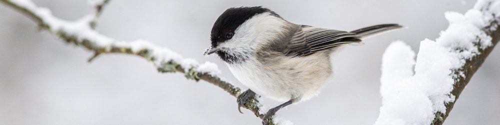 willow-tit-4885941_1920