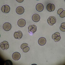 microscope-1276131_1920